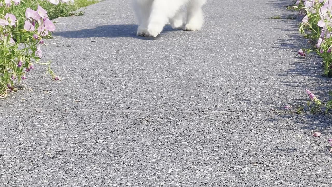 "Incoming Floof Alert! Brace for Cuteness Overload! 🚨