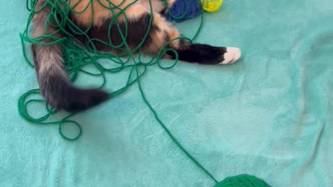 Playful Cat Caught Covered In Yarn