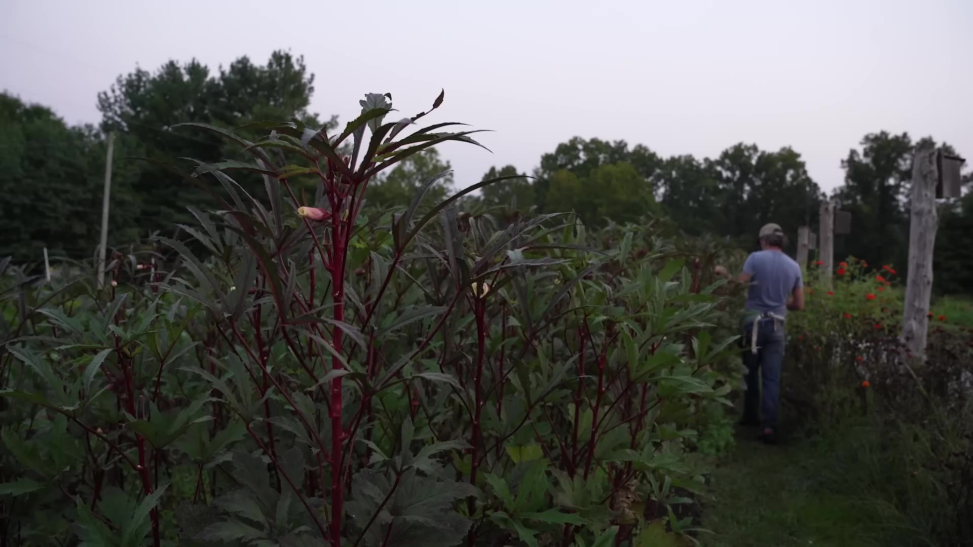 How to Start a Small Farm: The Ultimate Step-by-Step Guide for Beginners