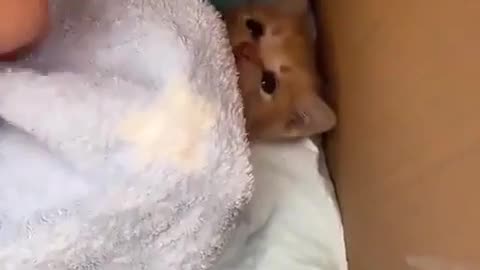 😂🐶 Cutie Don't Wanna Wake Up! | FunFM