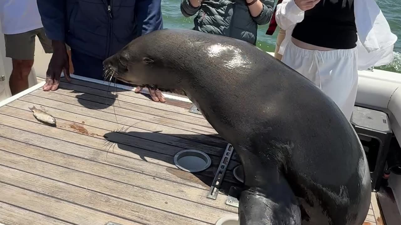 Seal on the Boat