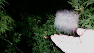 Angelic Spirit Lights on video following personal tragedy