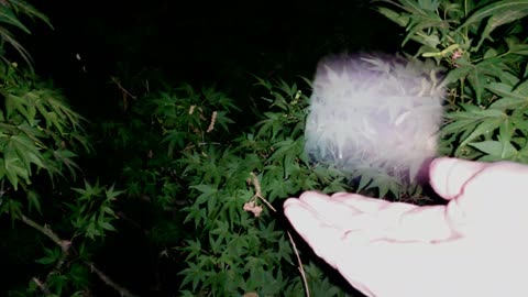 Angelic Spirit Lights on video following personal tragedy