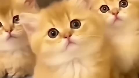 📹 Oh So Cute Cat.