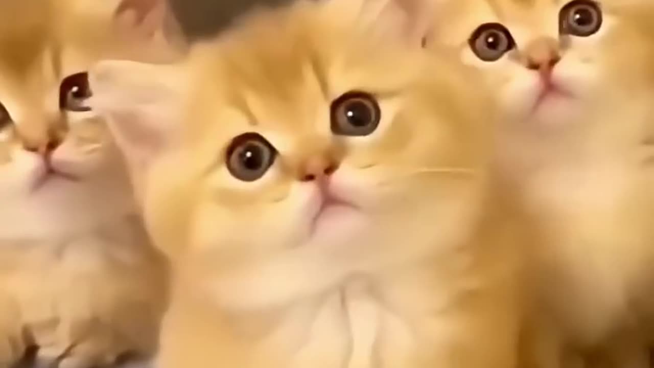 📹 Oh So Cute Cat.