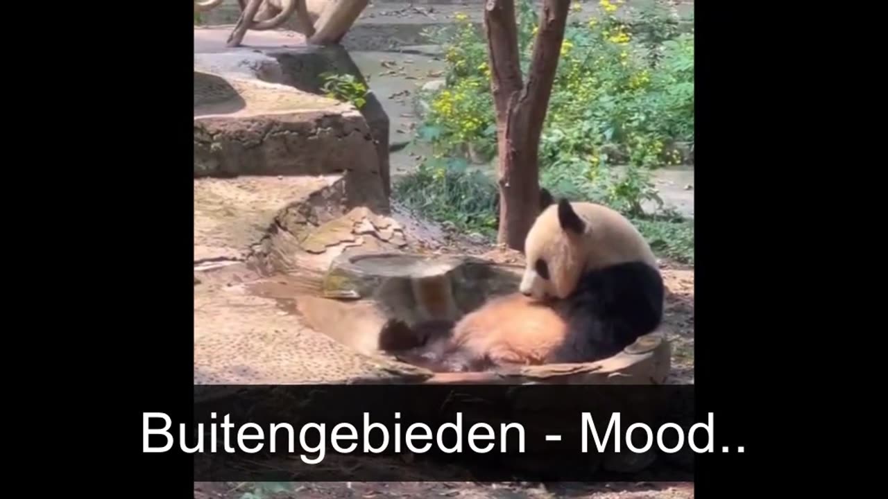 Pleasant Animal Time