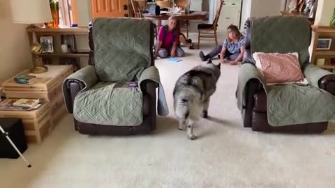 Saying Goodbye to Our 14 Year Old Norwegian Elkhound – Euthanasia in Our Home