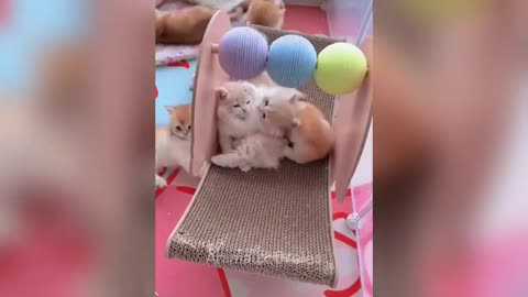 Laugh until you cry with these hilarious animals 😂