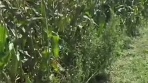 Plants