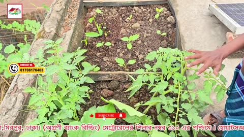 ছাদ বাগানে কেন ফলন বেশি হয় না