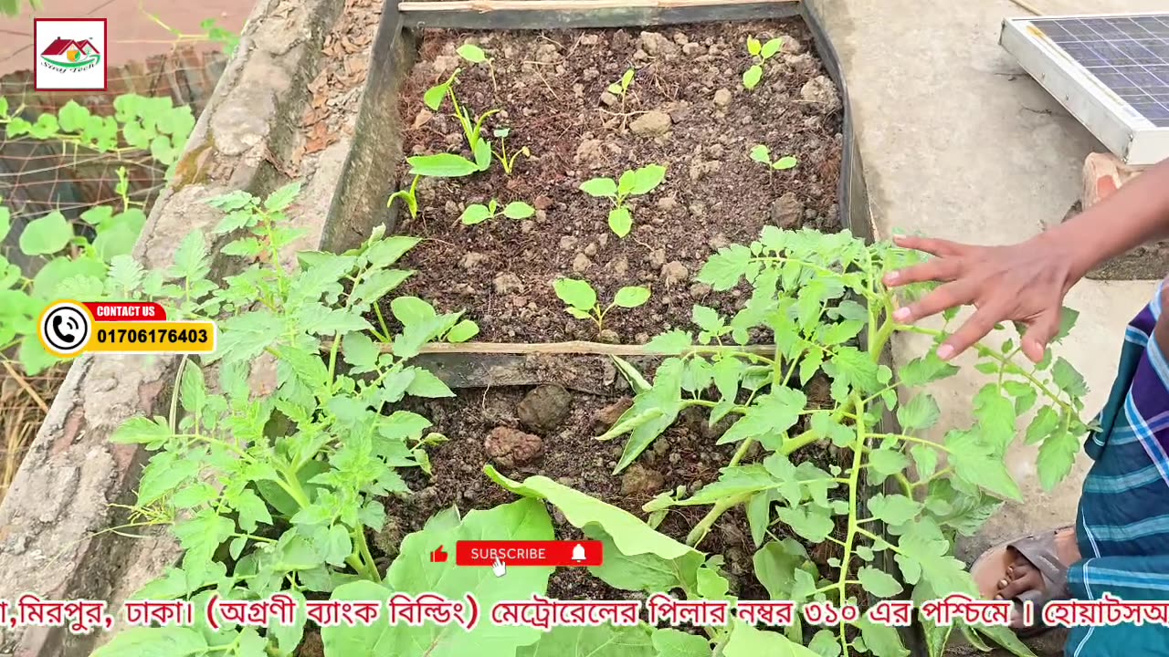 ছাদ বাগানে কেন ফলন বেশি হয় না