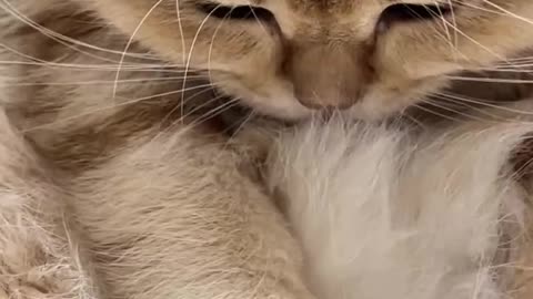 If you are watching this video, know that God has made you the guardian angel of a hungry cat💝