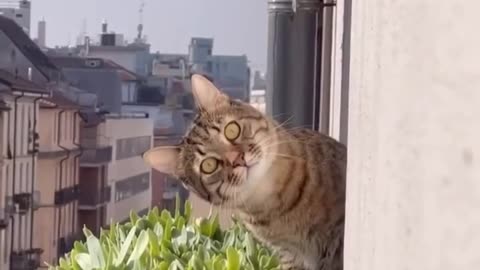 😂🤣 Oh, hi! This is Hilarious! | FunFM