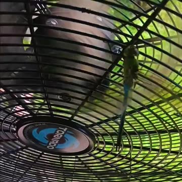 Dragonfly RISKS it's life for an adrenaline rush?