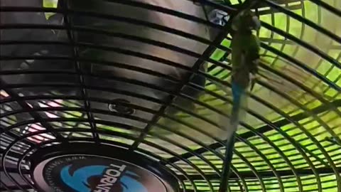 Dragonfly RISKS it's life for an adrenaline rush?