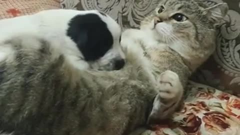 TRY NOT TO LAUGH 😆 Best Funny Videos Compilation 😂😁😆 Memes.