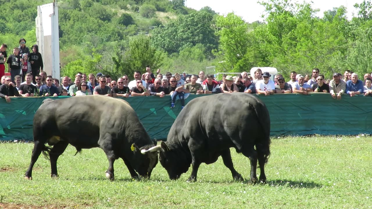 Zvonko vs Mrkonja Nevest 2025