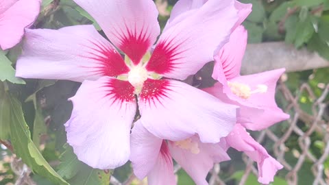 Rose of sharon. Beautiful