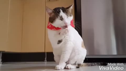 CAT RIGHTS