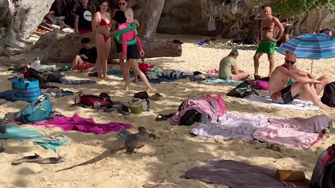 Monitor Lizard Surprises Tourists on the Beach