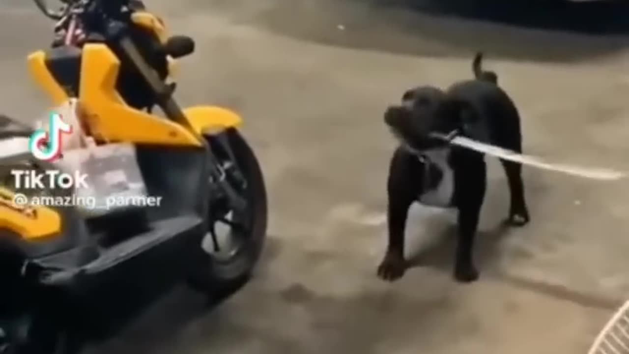 🤣 Watch This and You’ll Laugh for Sure!