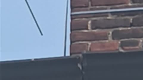 Mockingbird singing