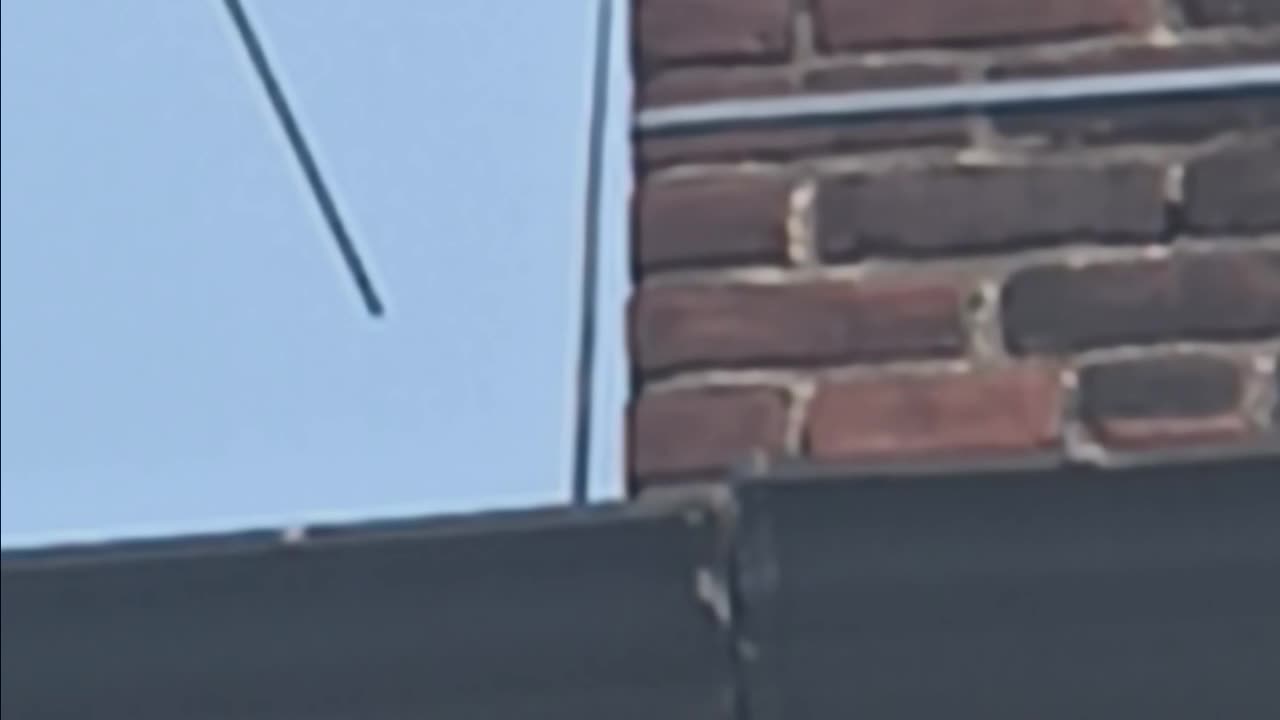 Mockingbird singing