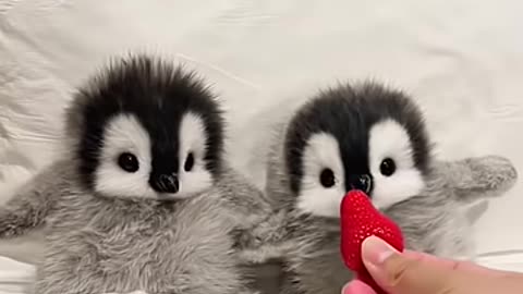 Cutest little penguins _cute _adorable _pet