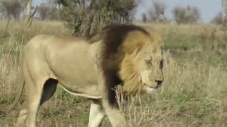 Daddy Goat 24/7 - Out Of Context Memes & Videos