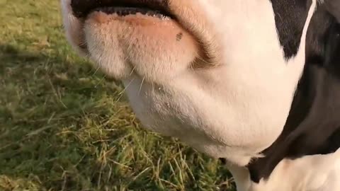 😂🐼 When You Try to Pet a Panda, But It Has Other Plans! | FunFM