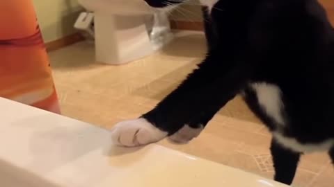 Cat and water😺💦