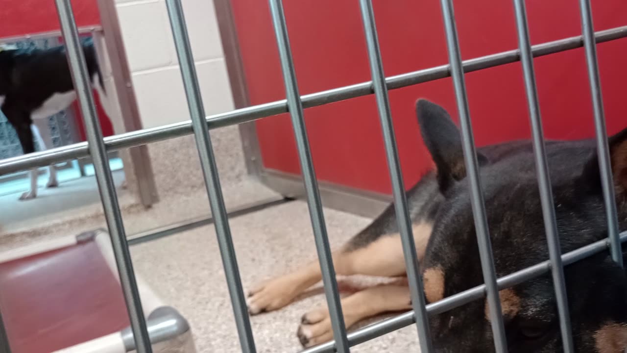 Brian-groovy-Austr Kelpie 1y A840194 Prada-nervous 2y A876254 kennel 82 pod 3 PACC shelter202593864