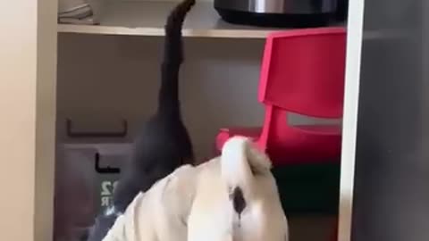 If you are watching this video, know that God has made you the guardian angel of a hungry cat💝