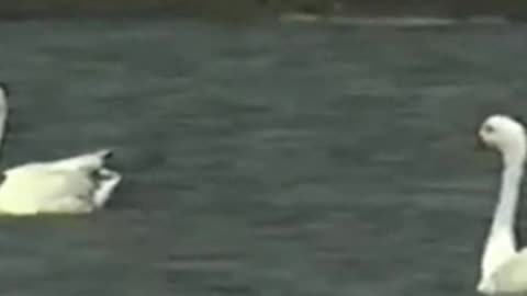 swan