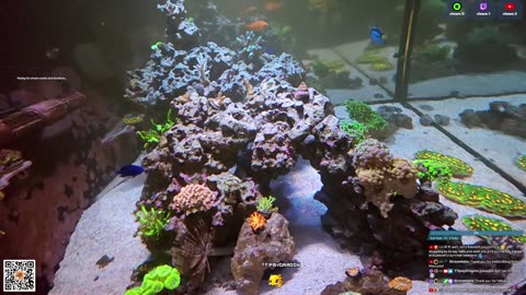 24/7 Real Live Reef Stream