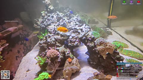 24/7 Real Live Reef Stream