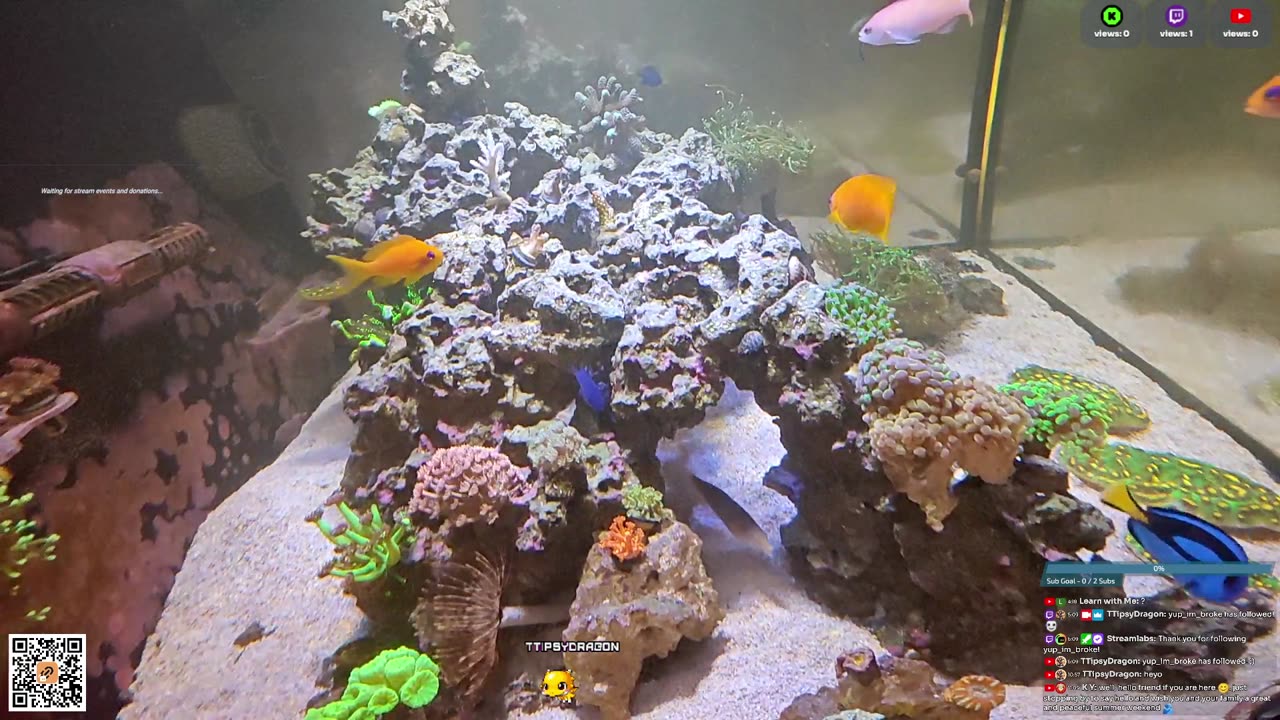 24/7 Real Live Reef Stream