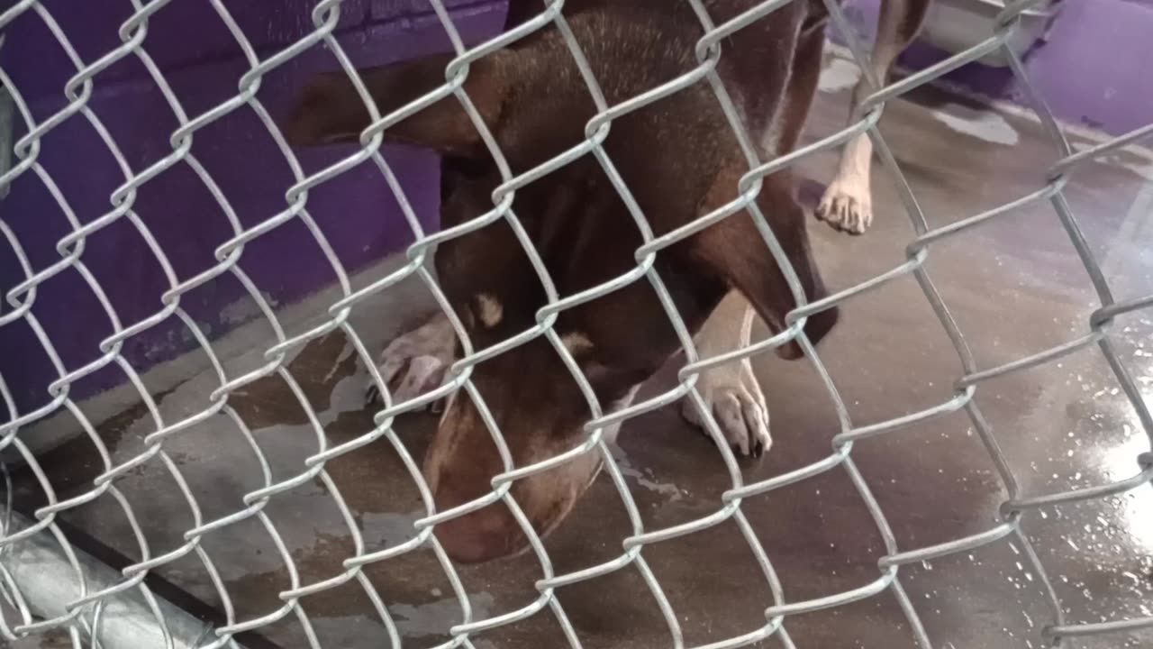Jax 1y Pet Id 946904 kennel 25 HSSAZ shelter he's a goofy, wild boy but never barks at me2025919417