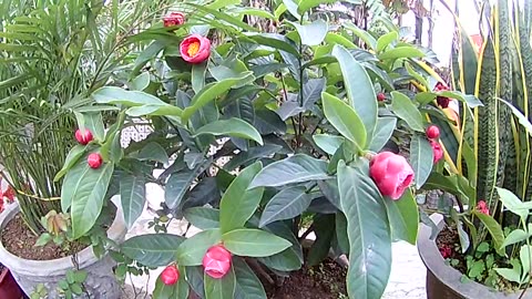 beautiful flowers