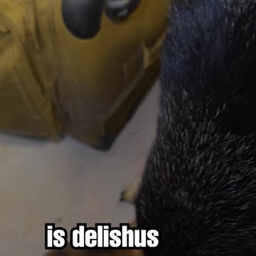 Dog FREAKS OUT over baby chicks