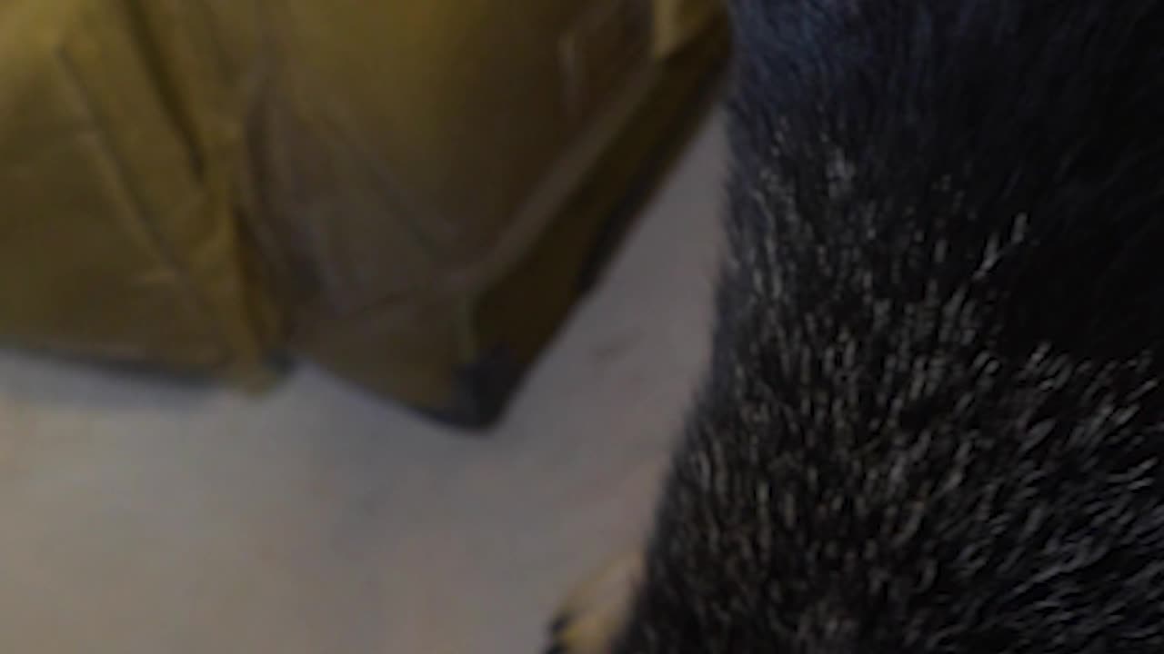 Dog FREAKS OUT over baby chicks
