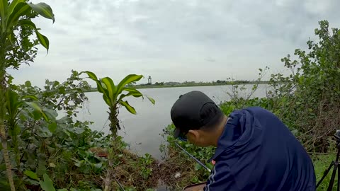 Eel Spear Trapping in River Mud Banks
