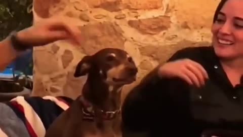 That part in dogs 5