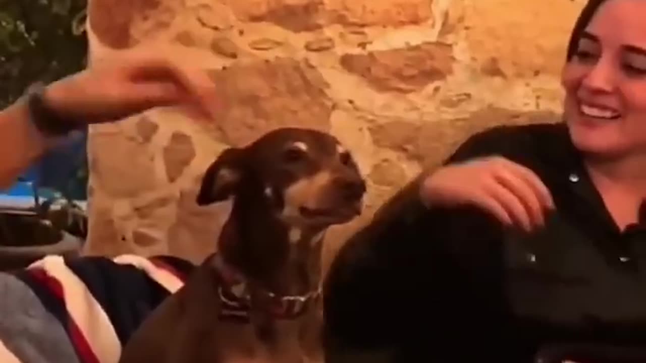 That part in dogs 5
