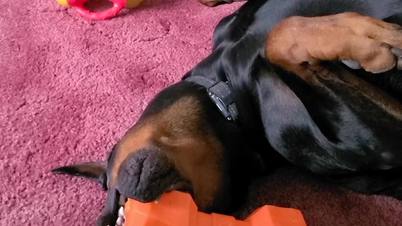 Crazy dauchund kicks doberman in the head