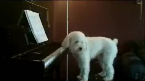 🐶😂 Can You Believe This Dog's Skills? | FunFM