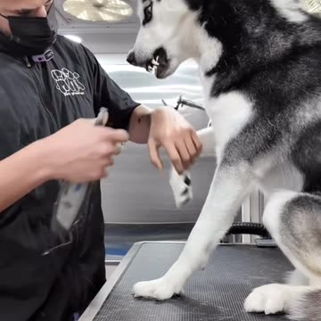 😏🔥 "Ha: Can You Show Some Respect and Be Afraid?! 😱😂"