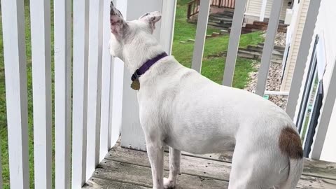 🤣🎉 Wait Till You Hear This Adorable Awoo! | FunFM