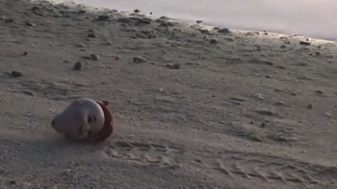 🐚👻 The Disturbing Hermit Crab Using an Old Doll Head as a Shell | TheHauntingHour