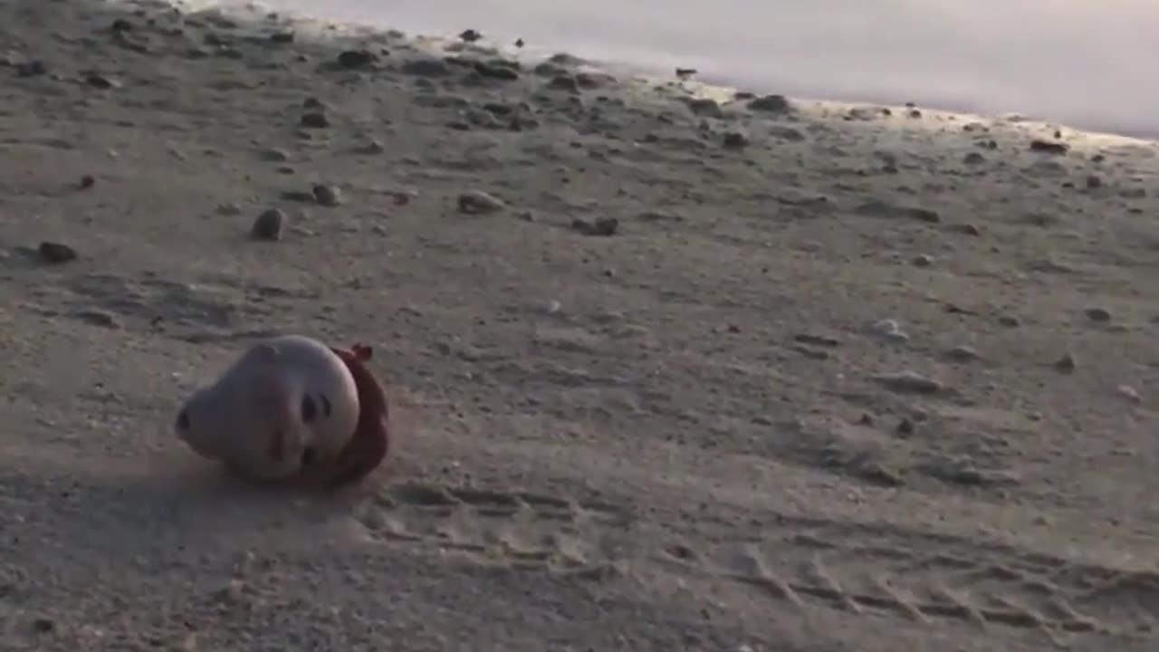 🐚👻 The Disturbing Hermit Crab Using an Old Doll Head as a Shell | TheHauntingHour